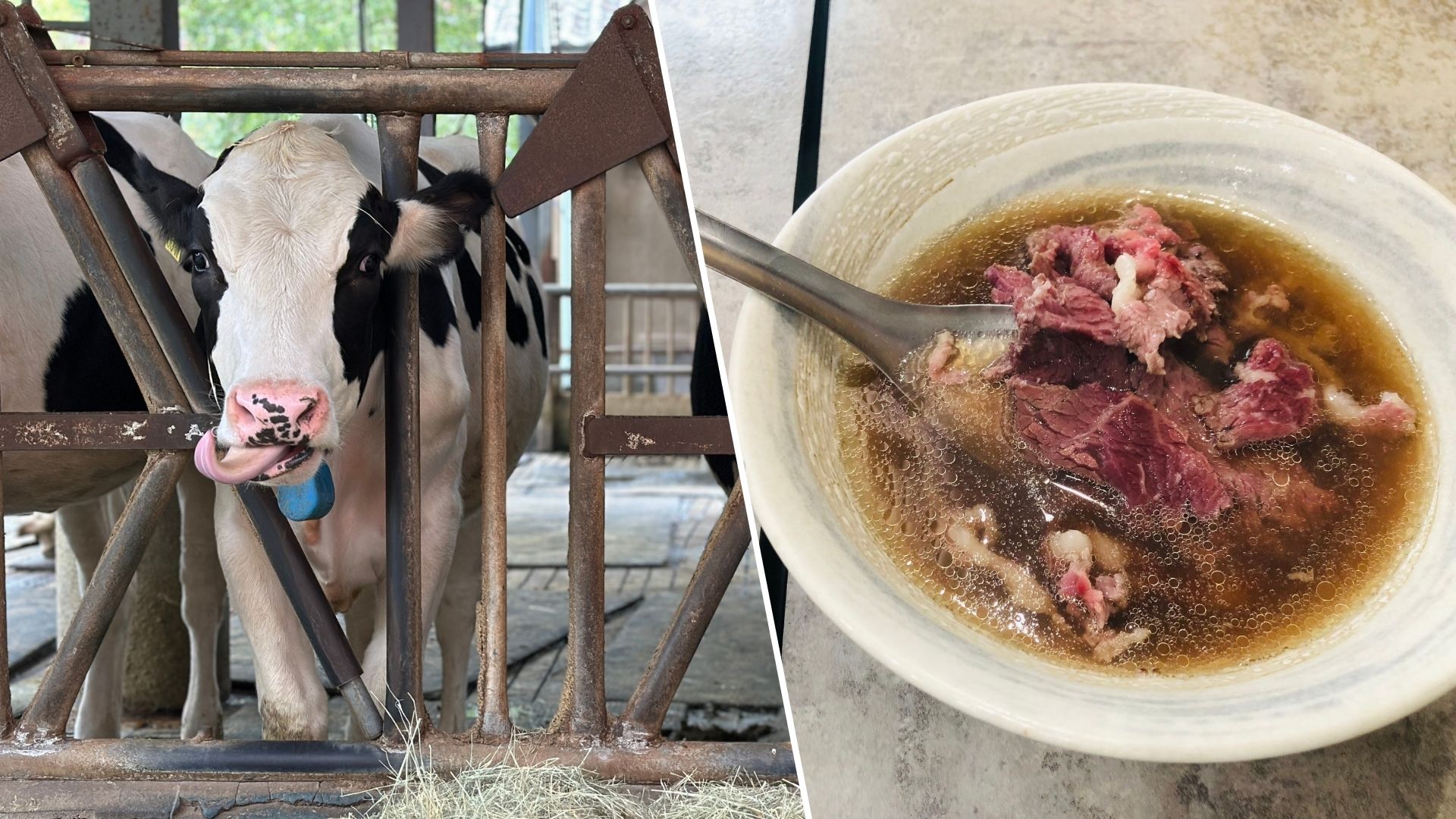 「紐乳」來了　台灣酪農與台南牛肉湯生存倒數計時