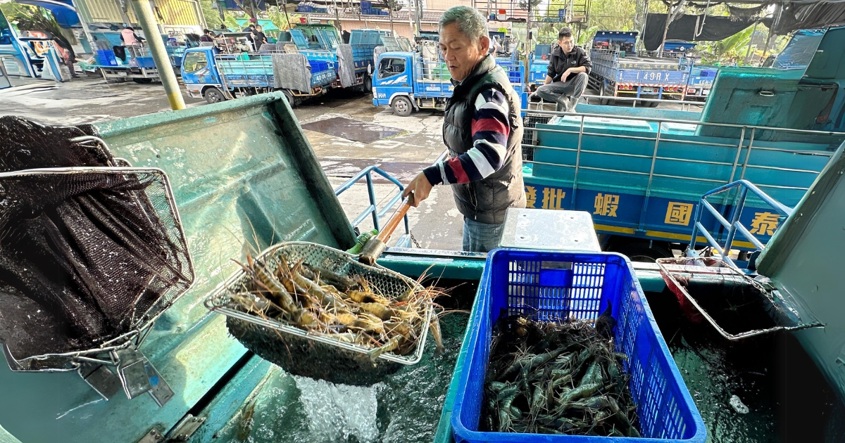 從封閉到開放：台灣釣蝦的國際化之路